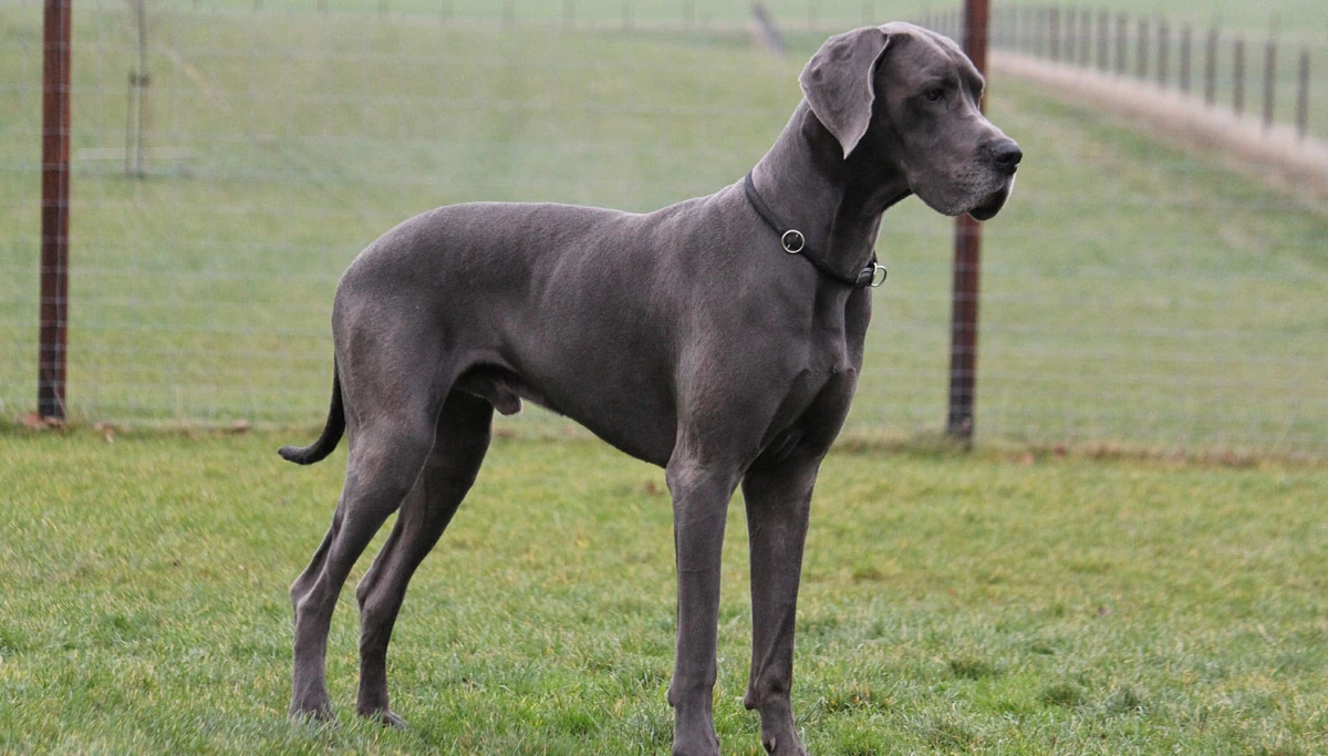 Great Dane Care Guide: Everything You Need to Know About This Gentle Giant