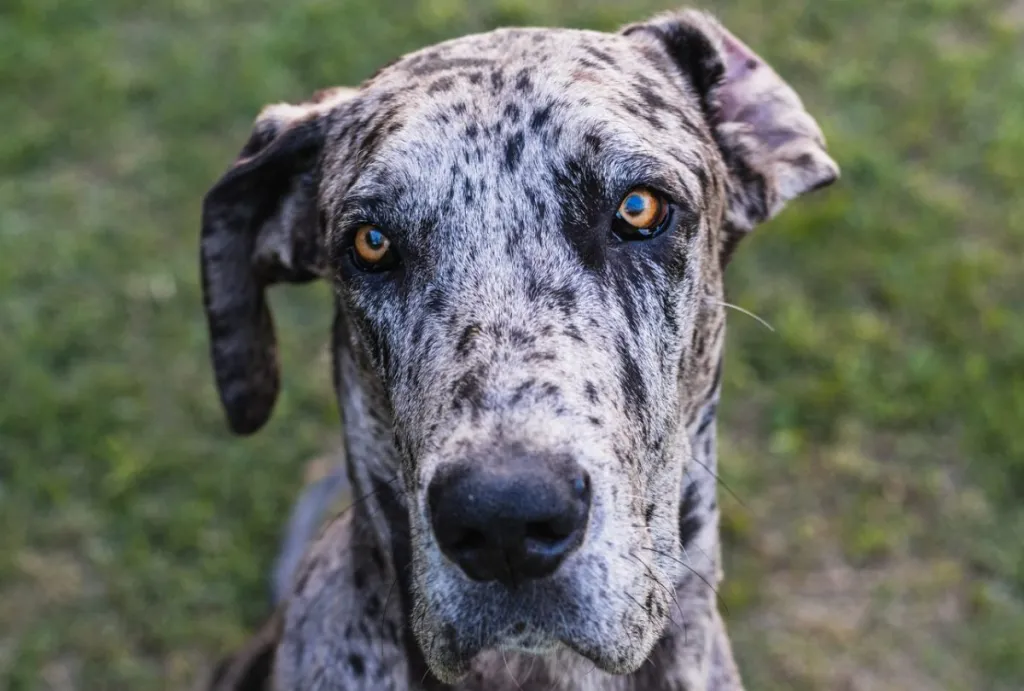 Pros and Cons of Owning a Great Dane