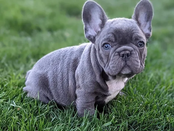 The Ultimate Guide to French Bulldogs